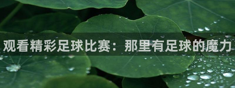 观看精彩足球比赛：那里有足球的魔力